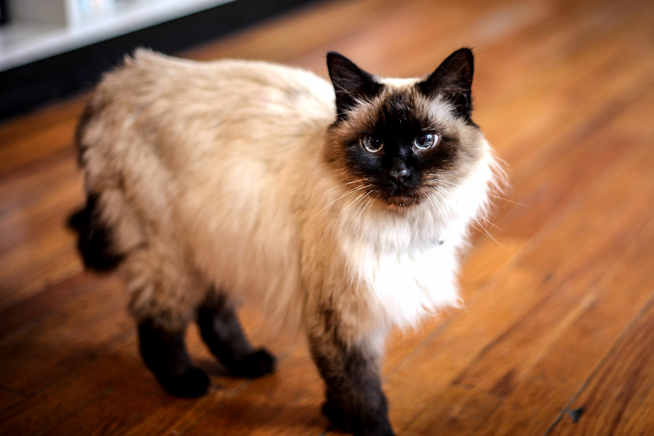 This Beauty Is Strolling Around My Local Cat Cafe