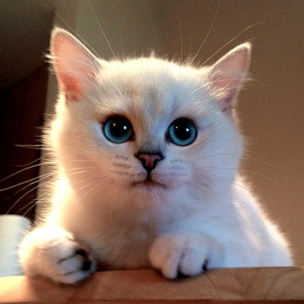 This Cat Has Incredible Eyes