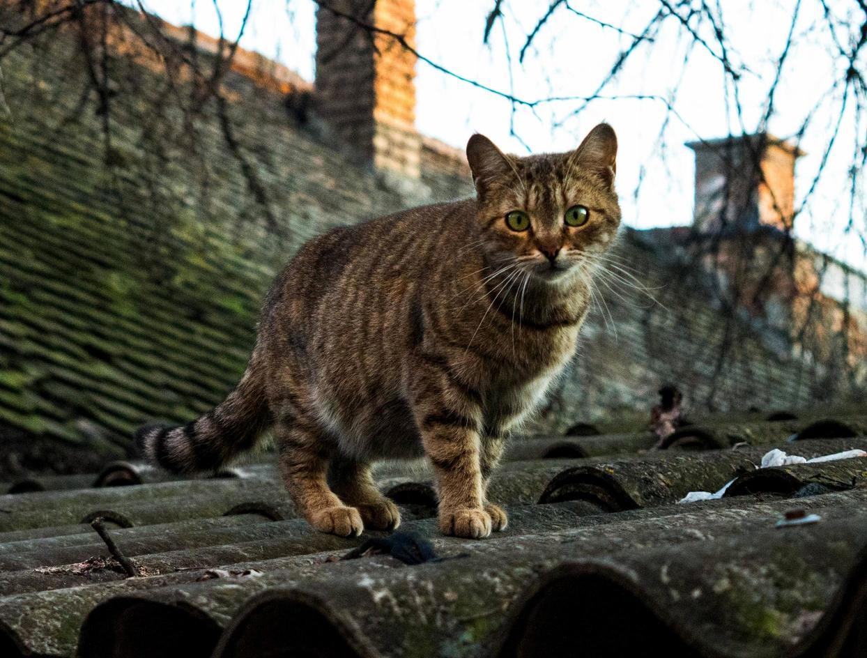 This Cat I Took Photo of Yesterday Was Pretty Intrigued by My Camera Stared at It for a Few Minutes