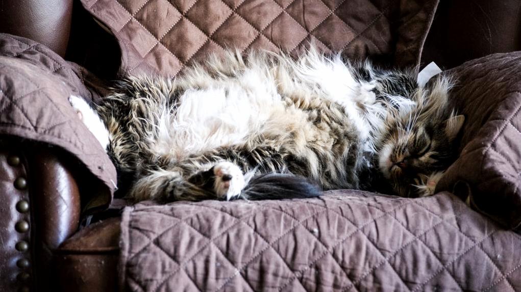 This Is a Normally Sized Chair - and One Very Large Cat