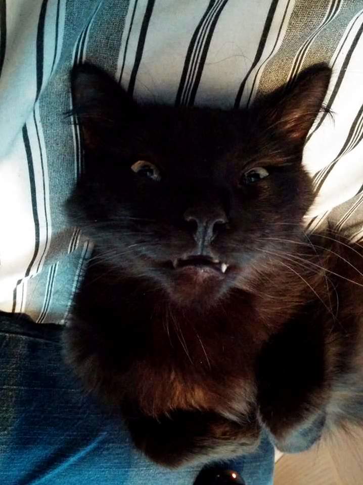 This Is Beanie