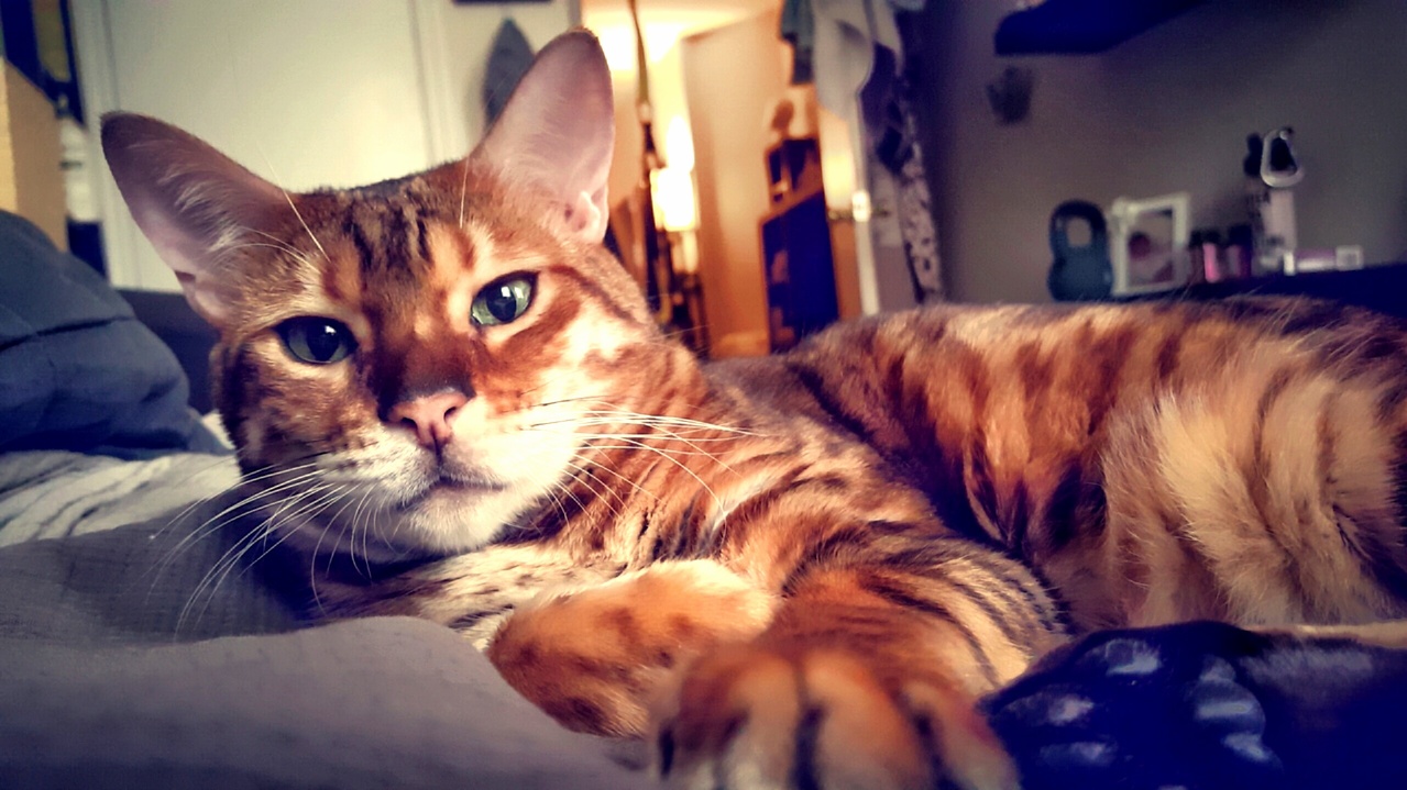 This Is Fred. He Knows Hes Brutally Handsome.
