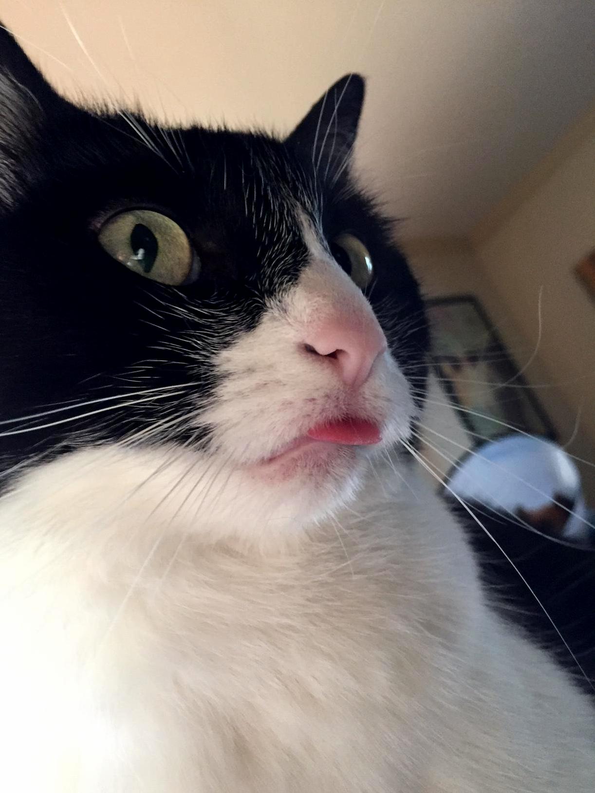 This Is Gigi. She Doesnt Like Having Her Picture Taken.