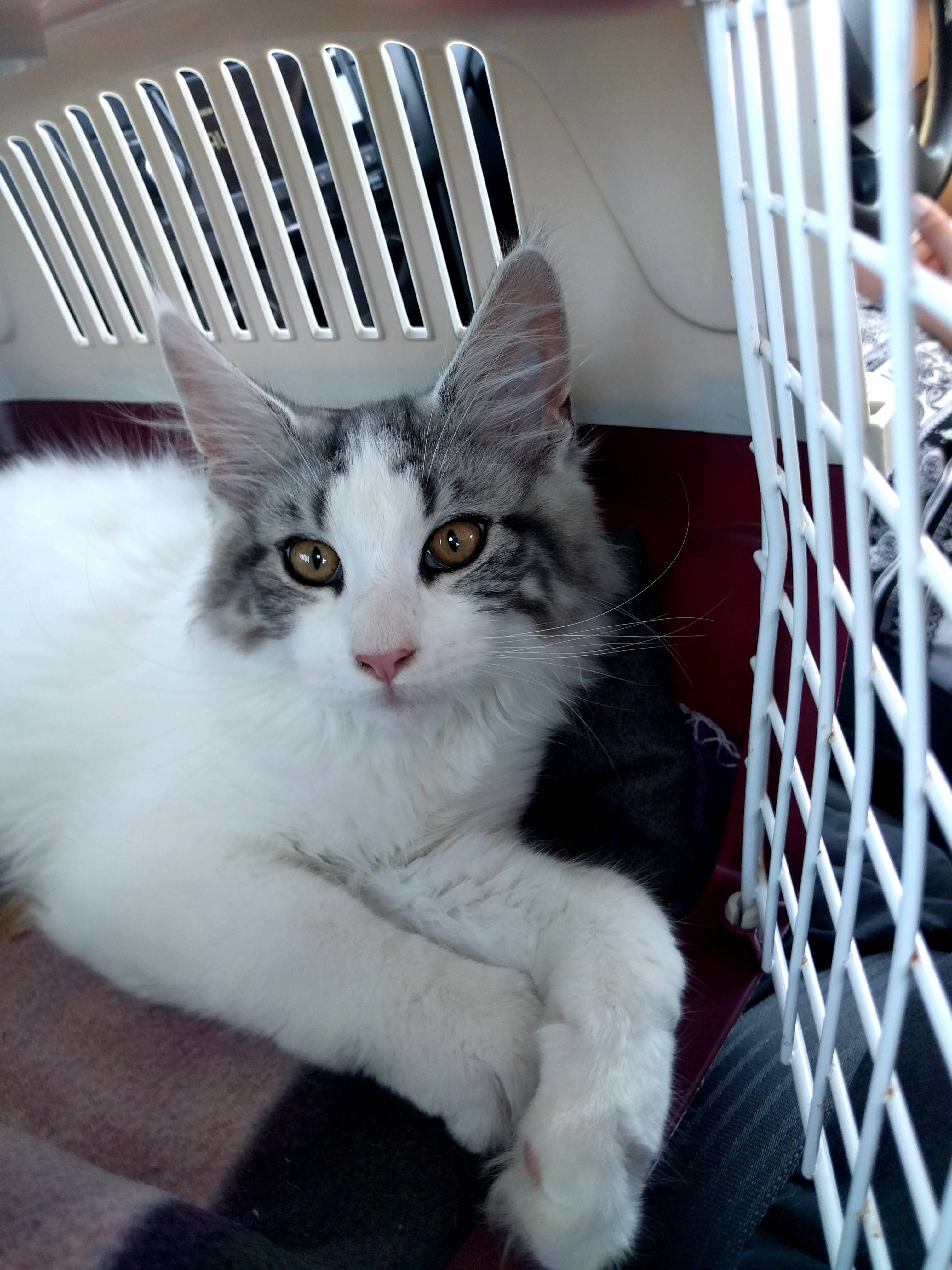 This Is Hudson Hes a 15wk Old Maine Coon