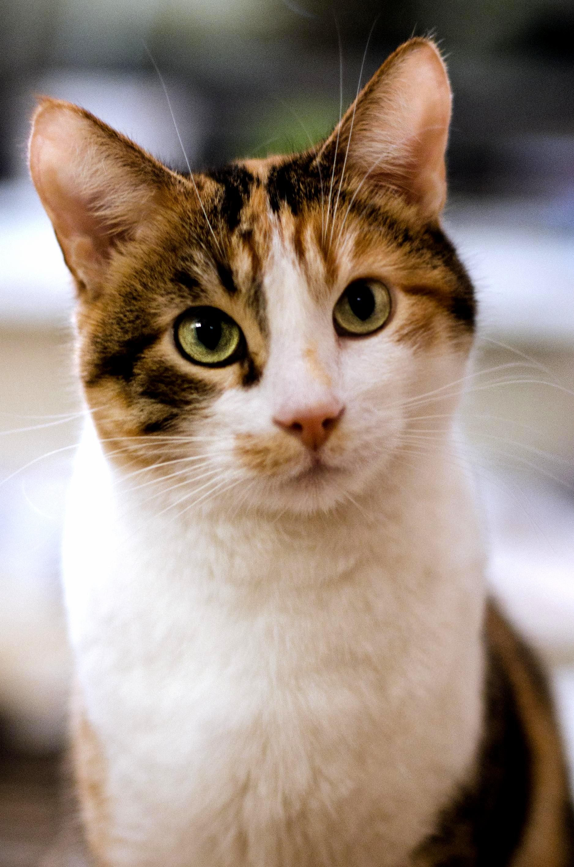 This Is Mia. No Matter from What Angle You Look at Her She Will Look at You.