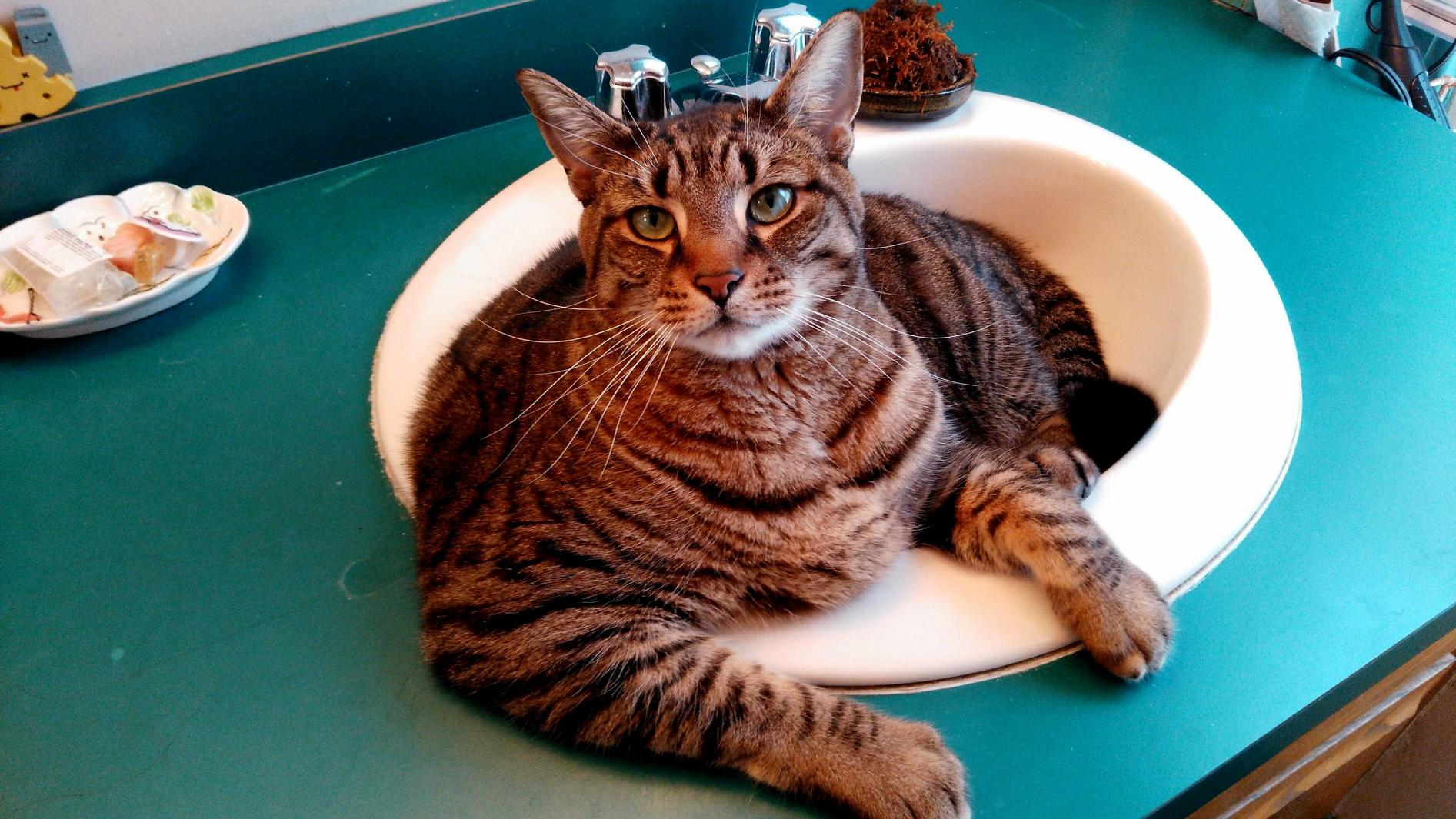 This Is My Big Boy Stinker
