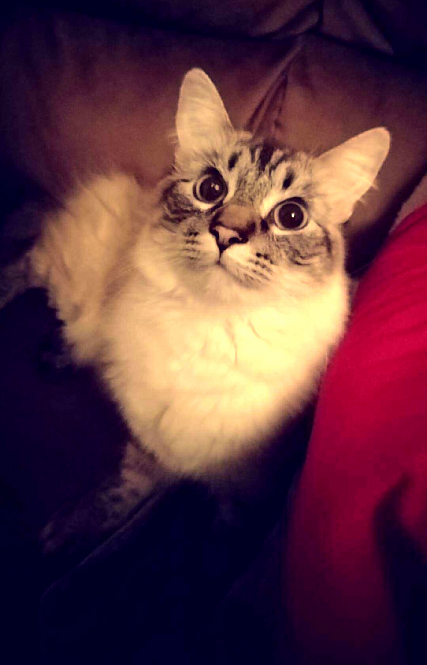 This Is My Cat Odin Hes Pretty Darn Handsome