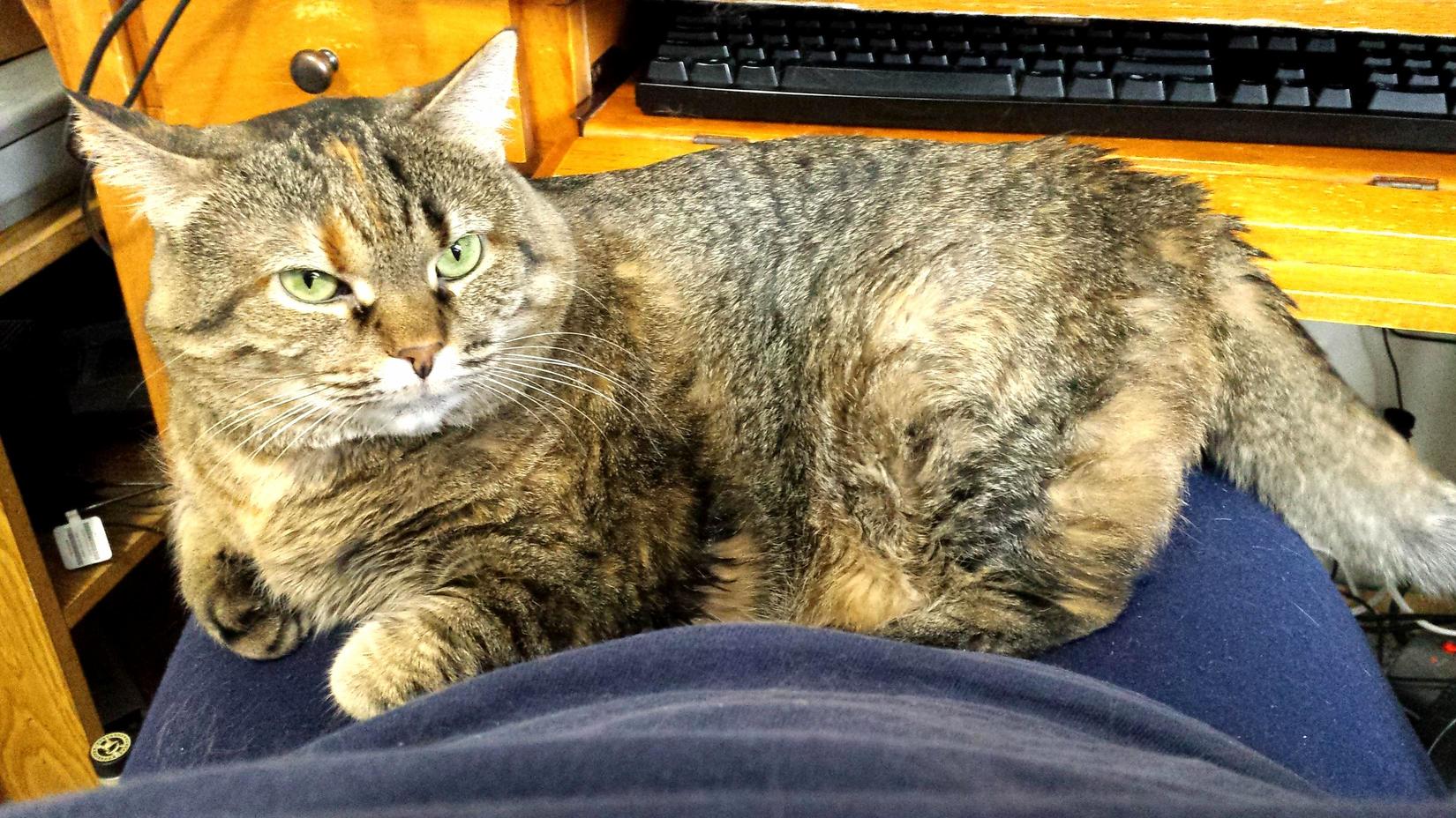 This Is My Lap Now.