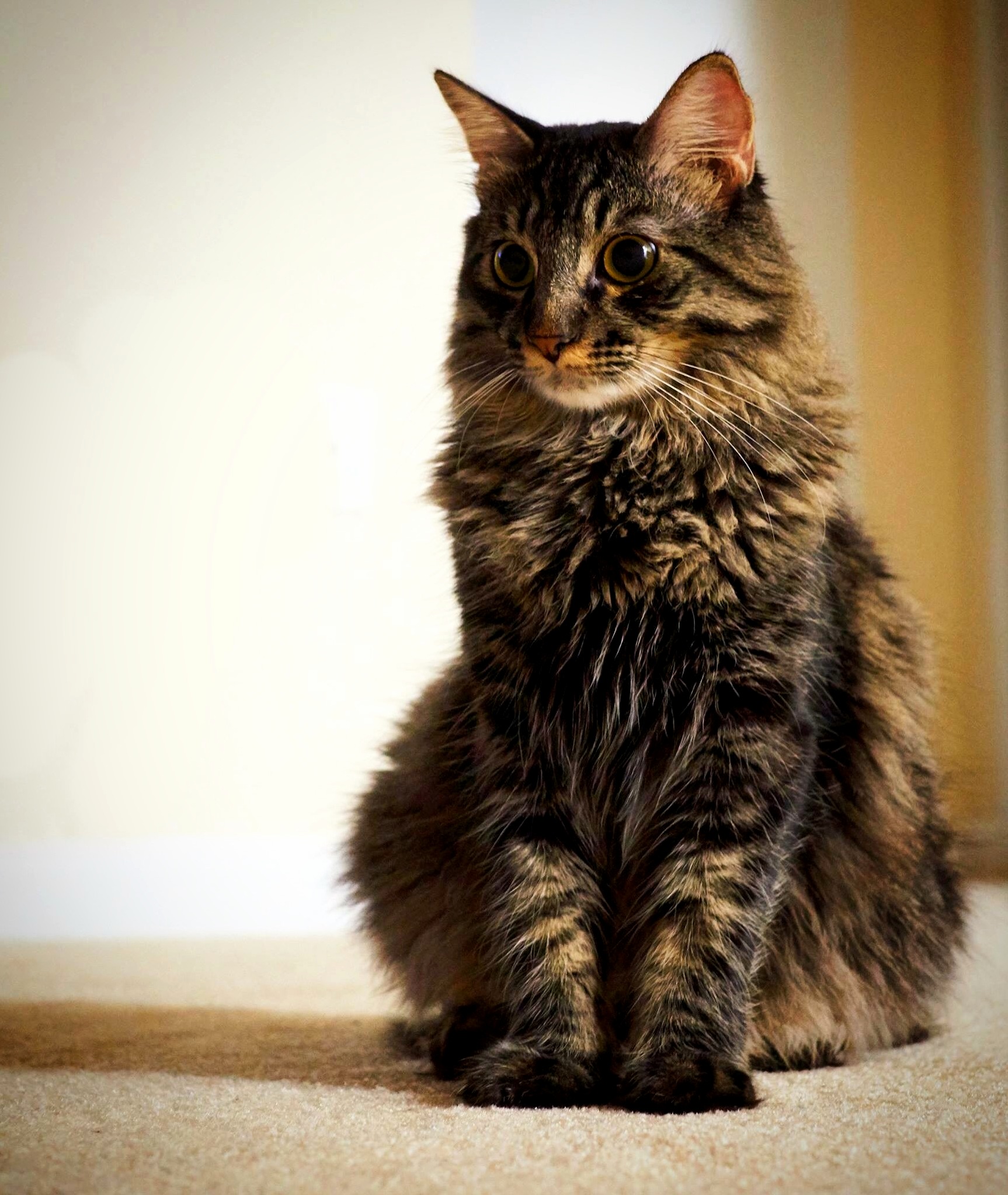 This Is My Rescue Zazu. He Is One Year Old Today and As Handsome As Ever