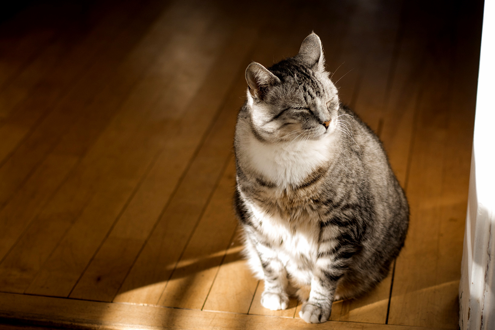 This Is Romulus Looking Majestic Af