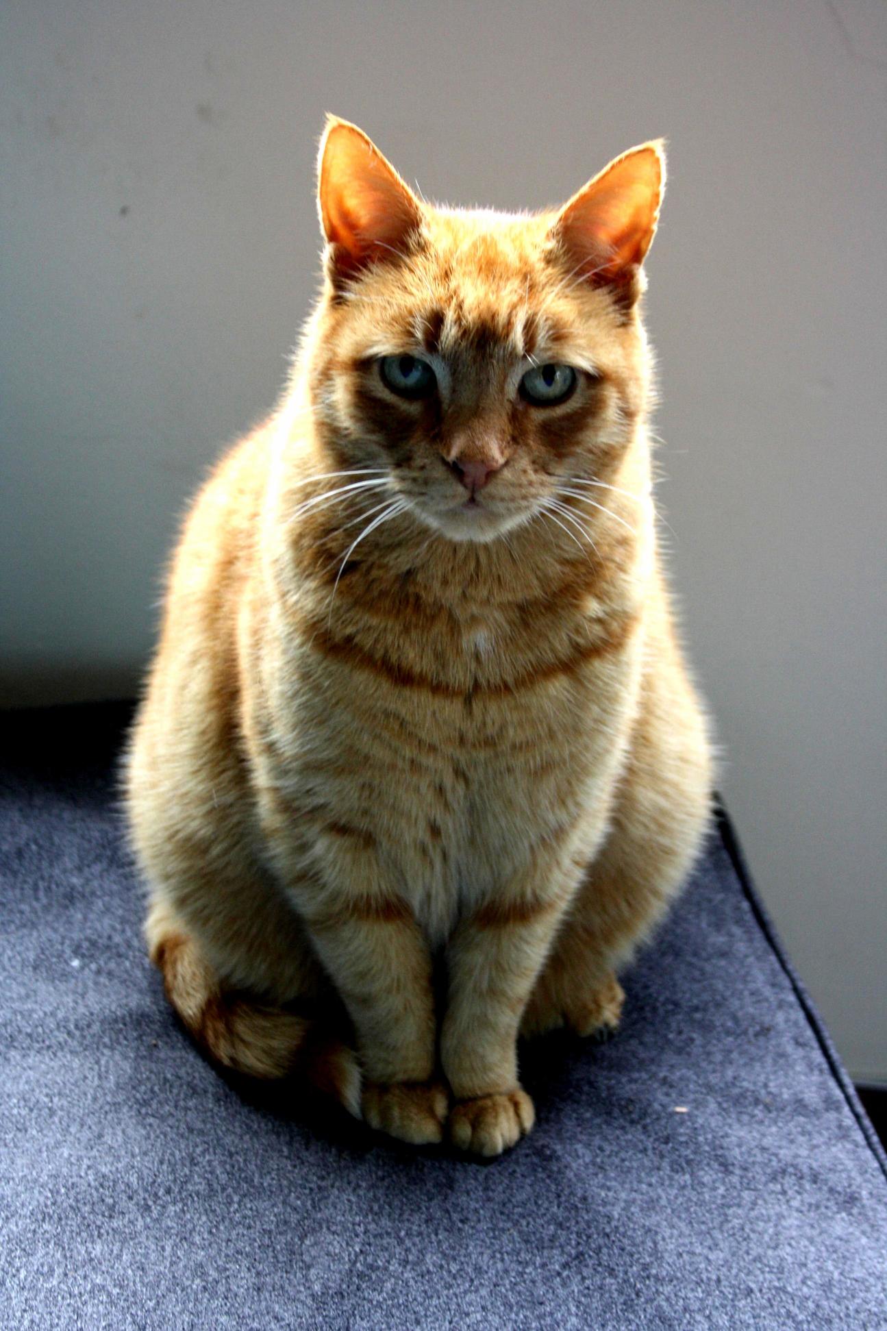 Toby the Intense Ginger Tom