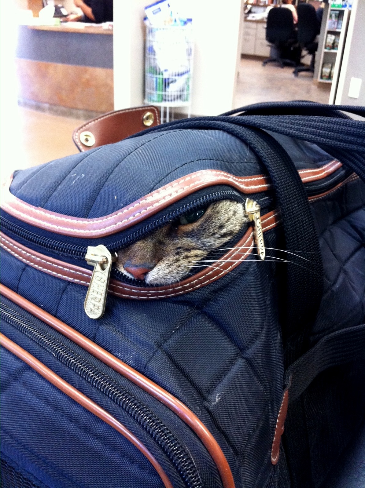 Tom Wasnt Really Happy About the Annual Vet Visit..