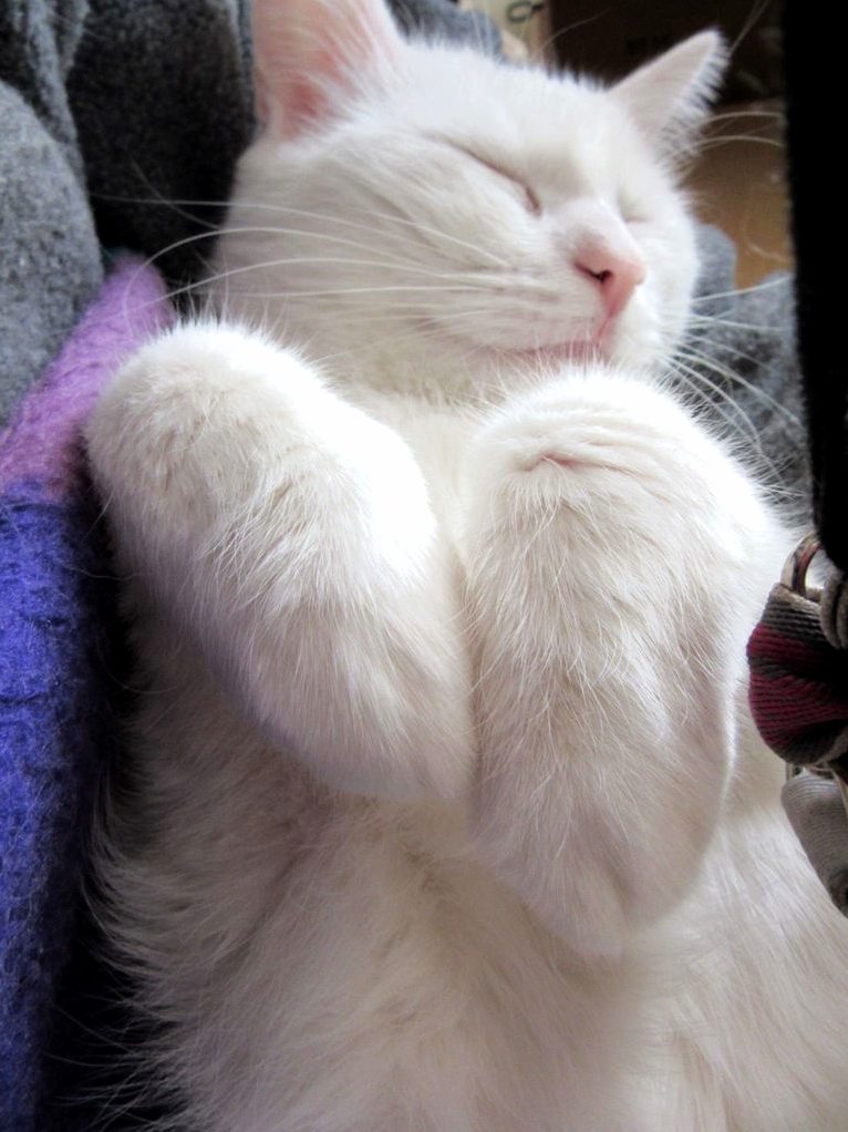 Very Talented at Making Bunny Paws