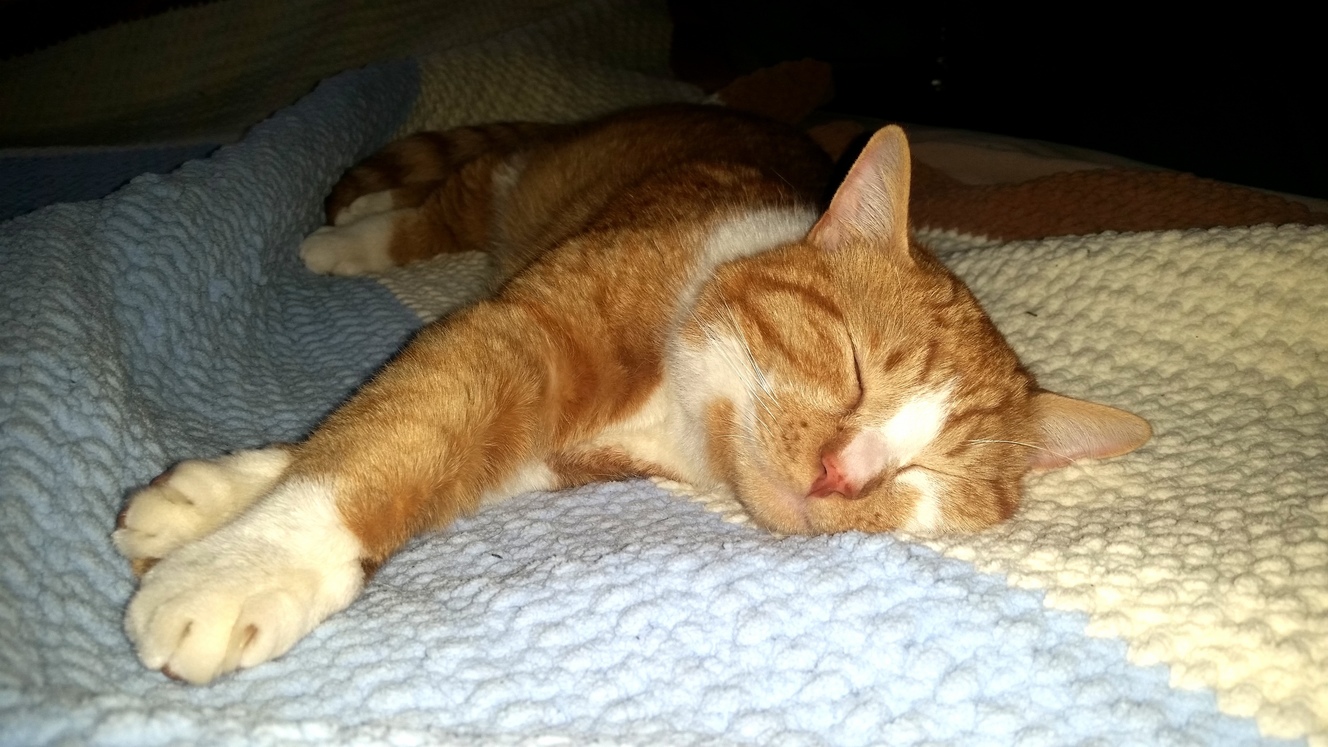 Waffles Passed Out in Bed with the Hooman