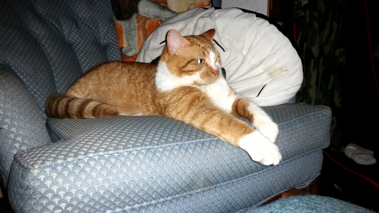 Waffles Update 39 - Guess This Is His House Now...