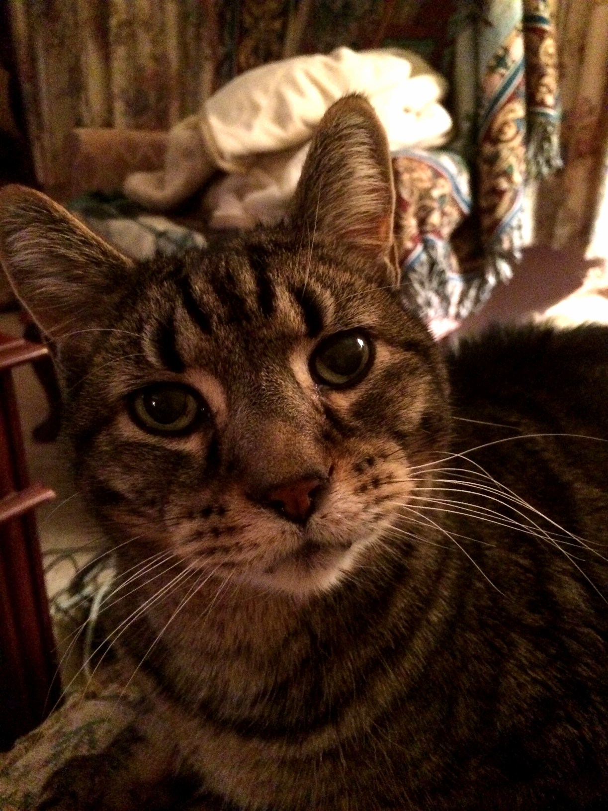 We Suddenly Loss Our Leopold. He Will Be Missed
