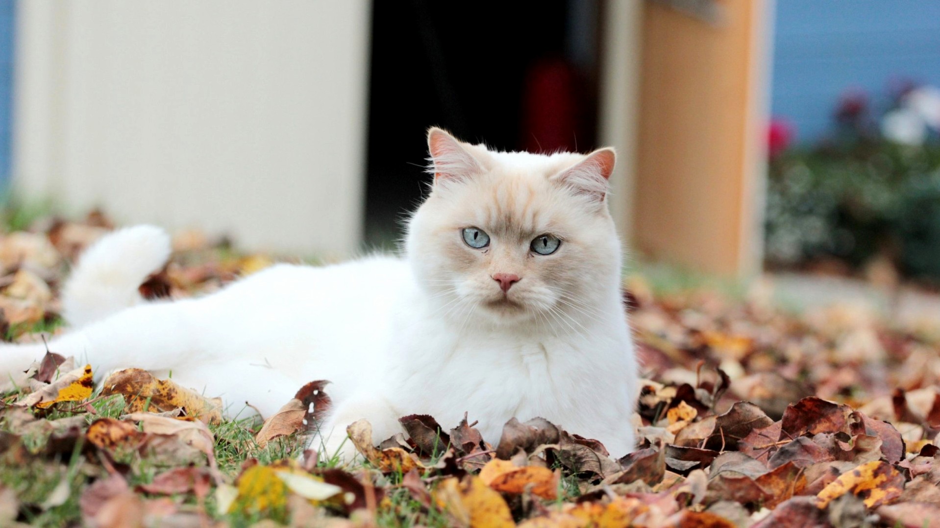 White Cat Blue Eyes