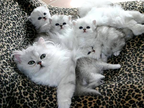 White Family