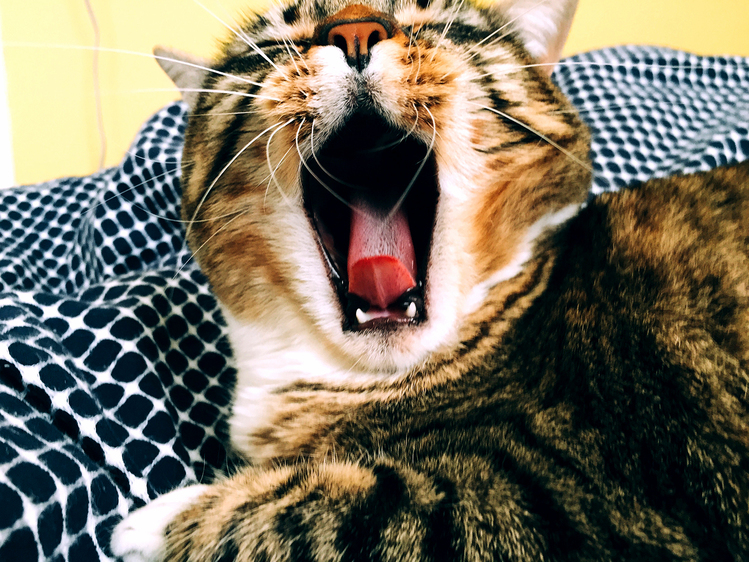 Yaawwwwn...