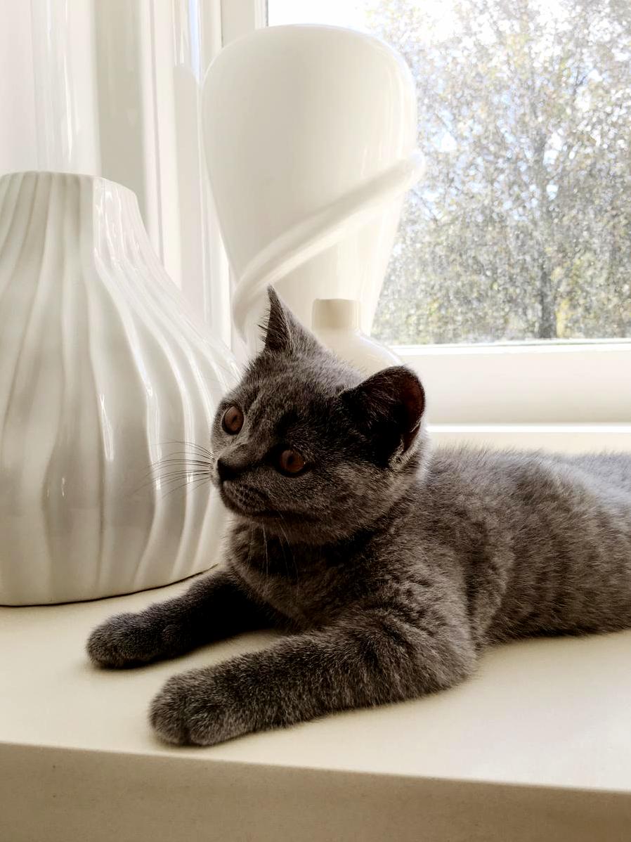 At Three Months Lover Boy Is Finally Big Enough to Reach the Window Sill