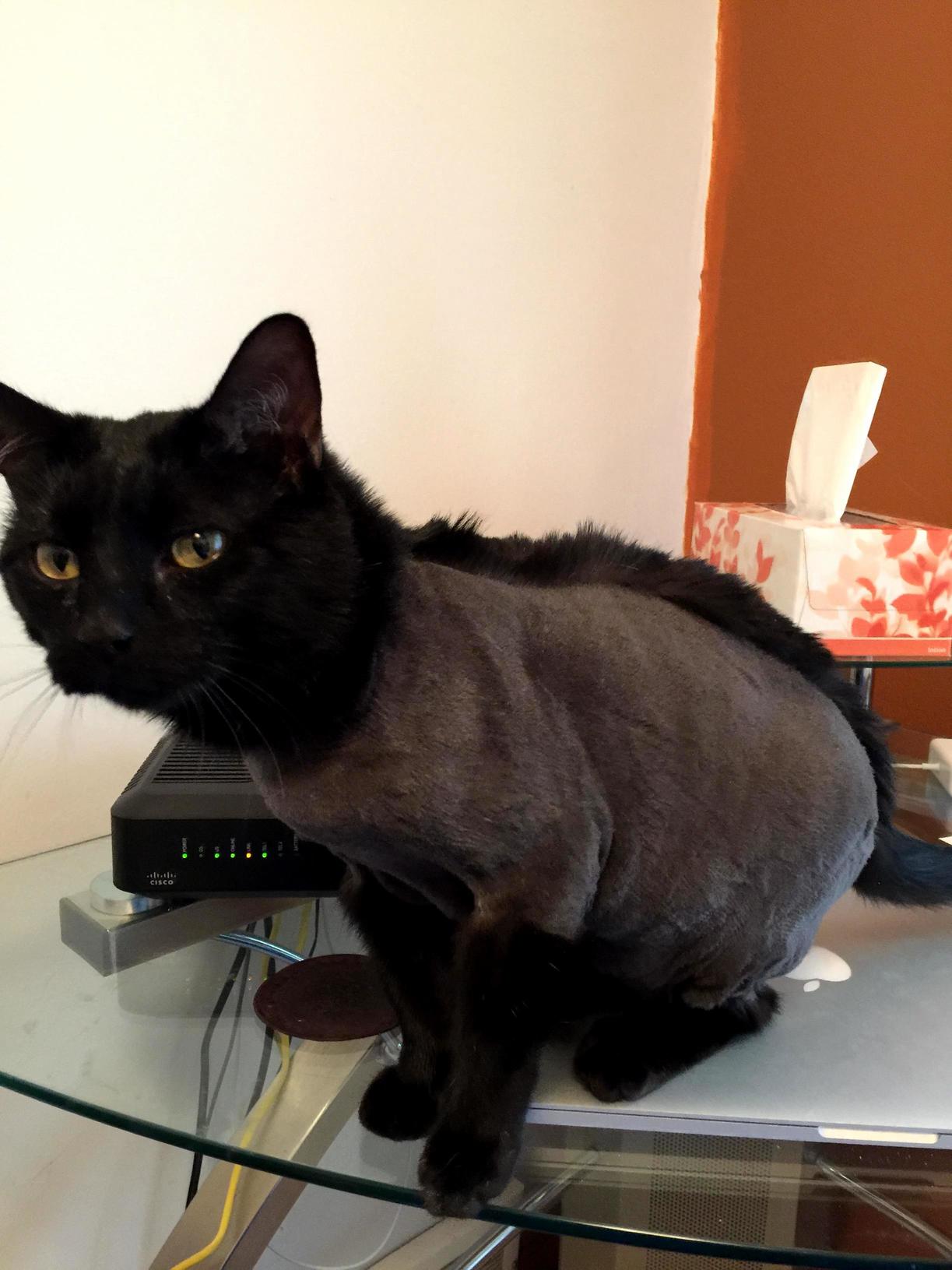 Check Meowt Sportin My Mohawk