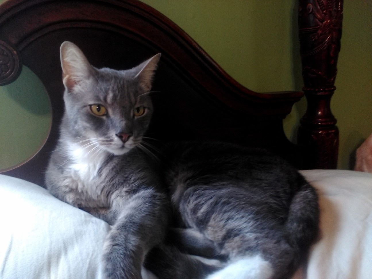 Fancy Boy H. Growly