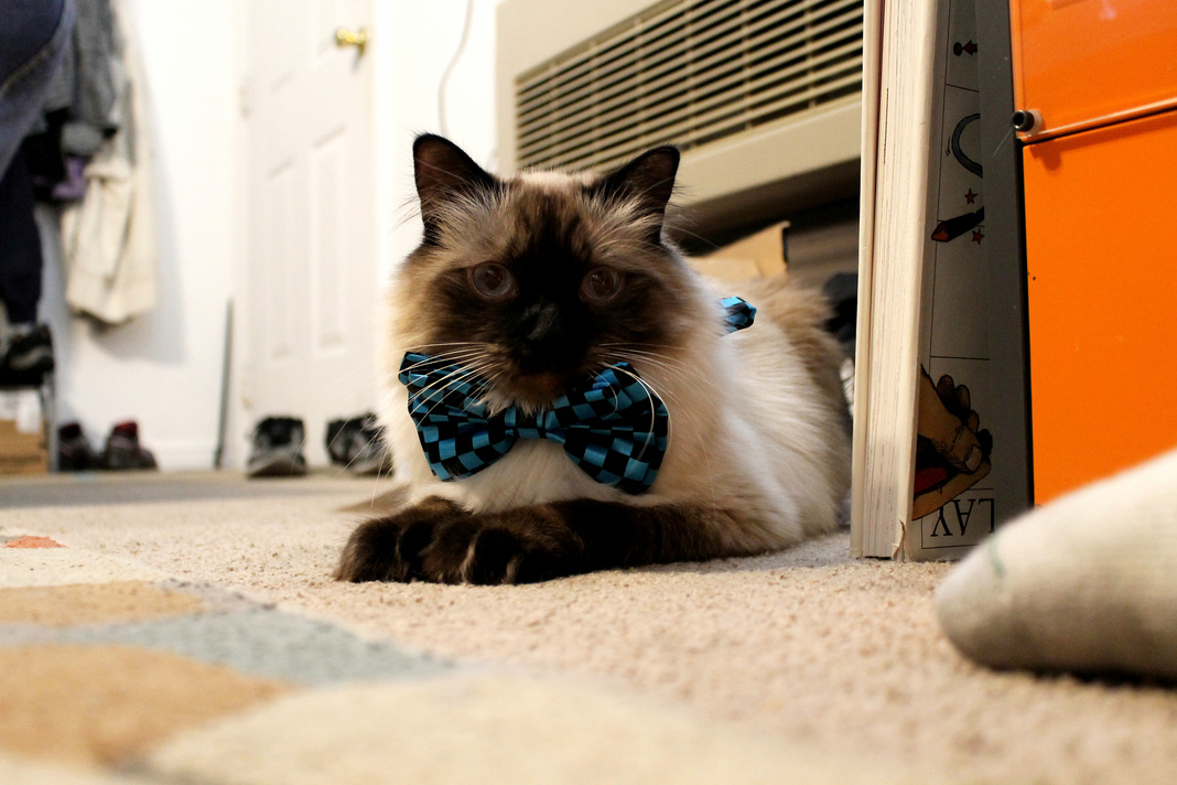 Found a Bowtie at a Swap Today. It Fits Him Perfectly.