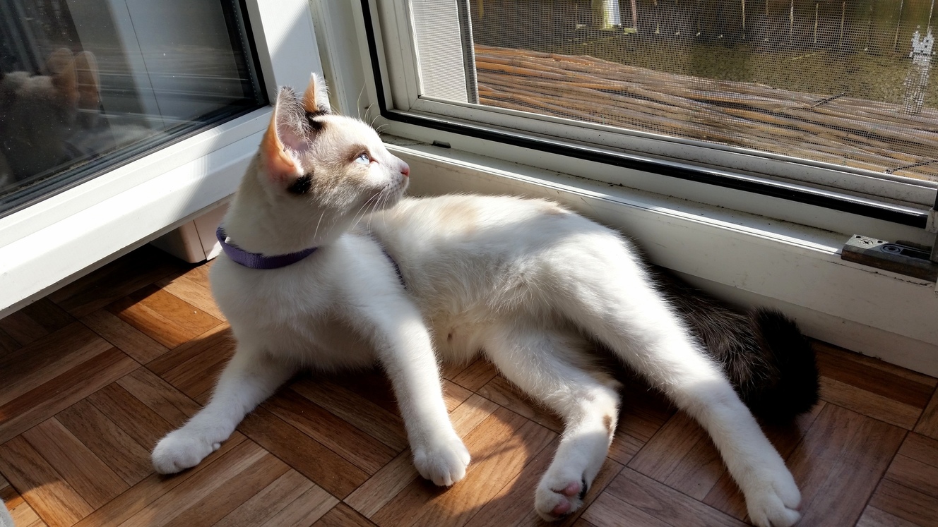 Im Getting My Cat Spayed Tomorrow What Should I Do When I Get Her Back After Surgery