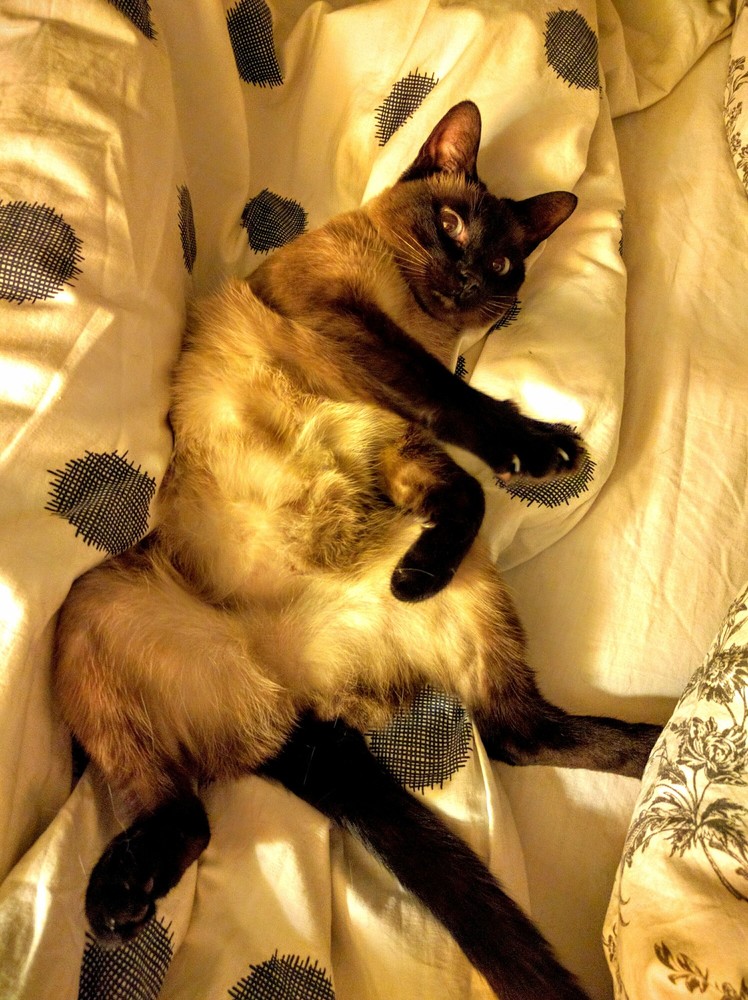 Is This Normal It Doesnt Look Normal. Shes Purring Like Crazy. I Feel Uncomfortable.