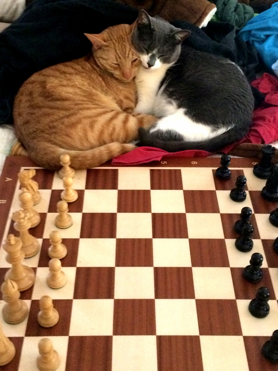 Kitten Chess