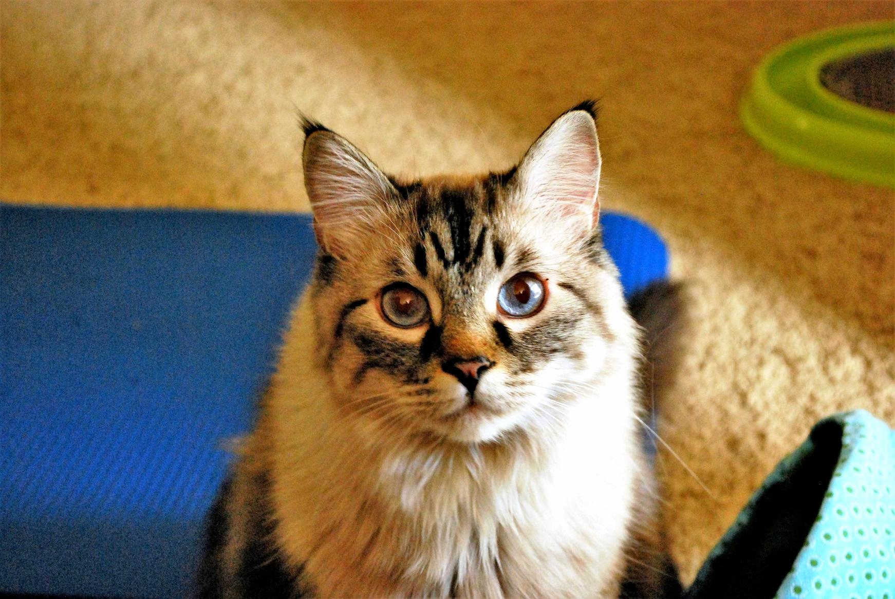 Maia Named After a Blue Giant Star