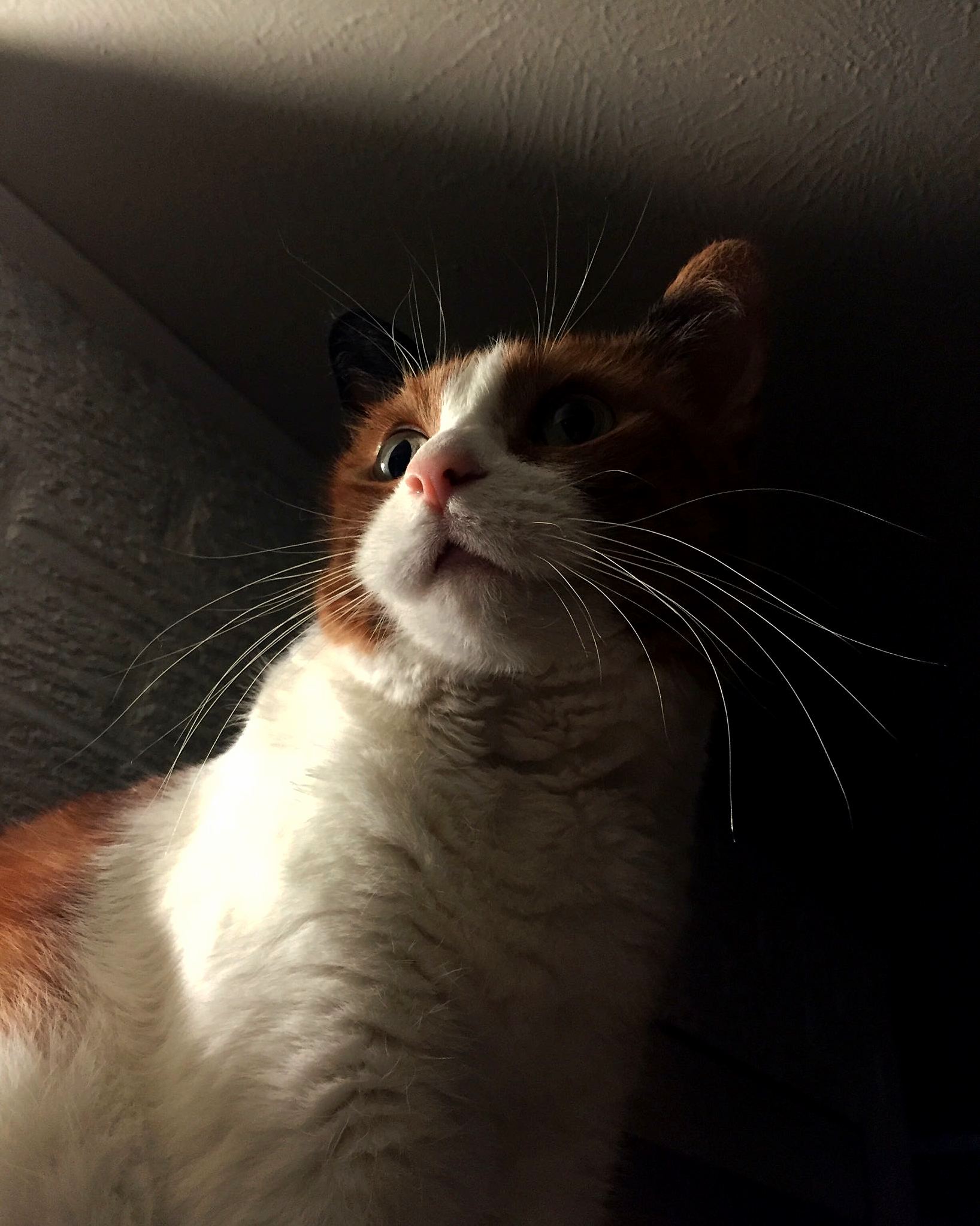 Majestic Whiskers on My Lady Ivy. There Needs to Be a Sub for This