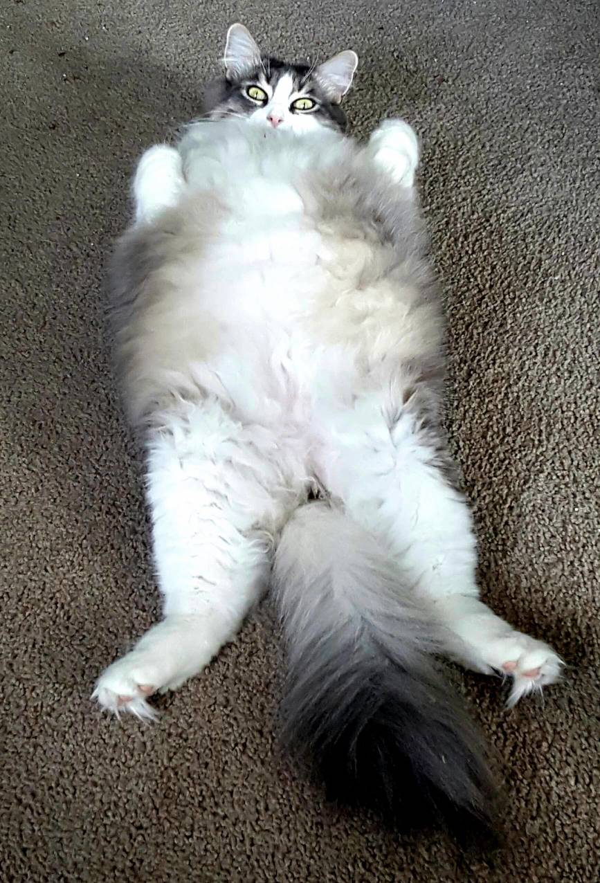 My Floof I Love Him.