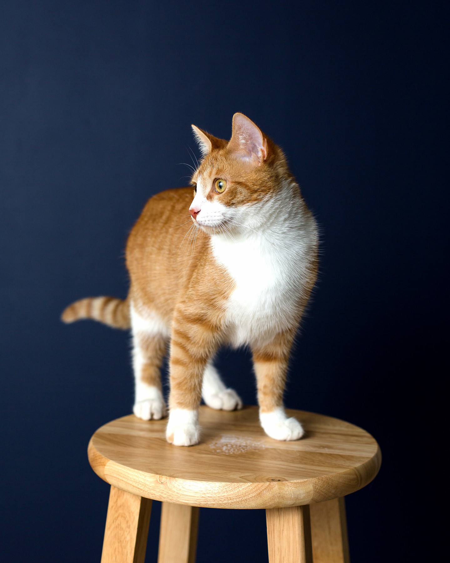 My Handy Studio Model Seamus. Will Pose for Treats.