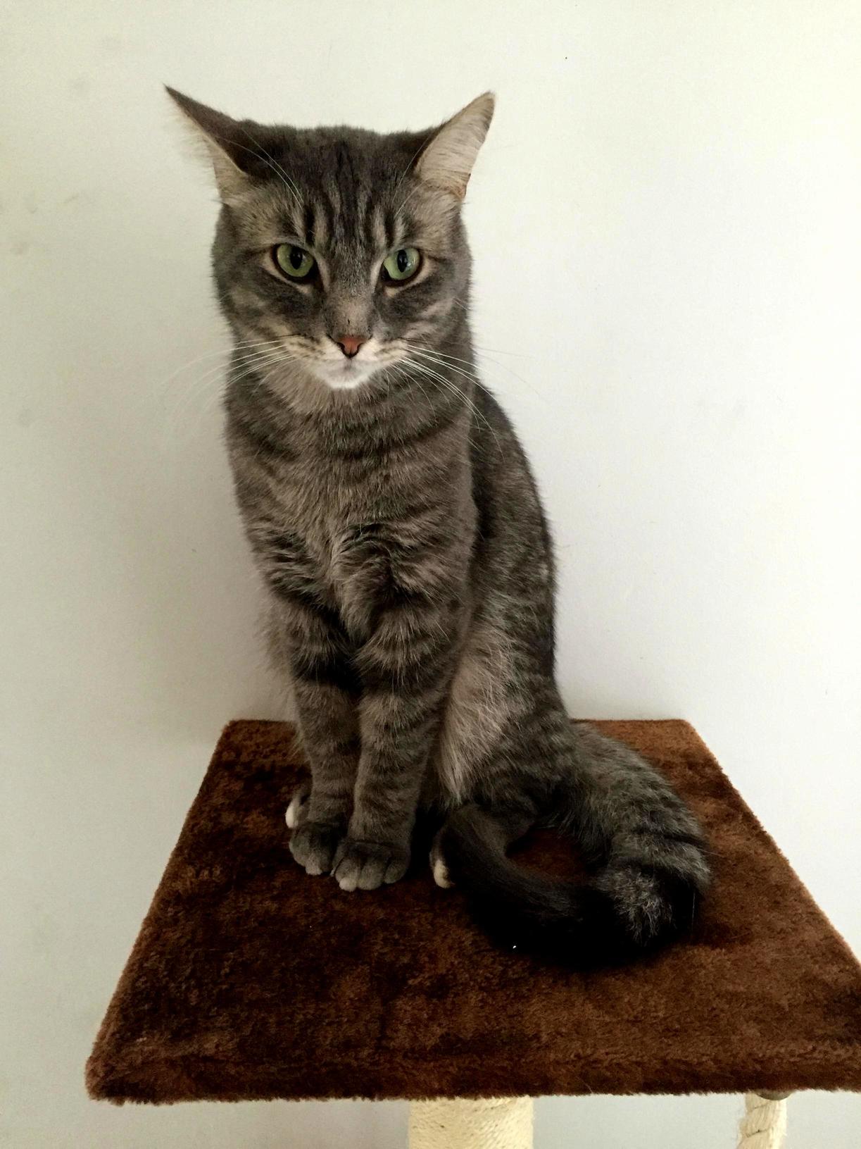 My Majestic Indoor Mini Tiger