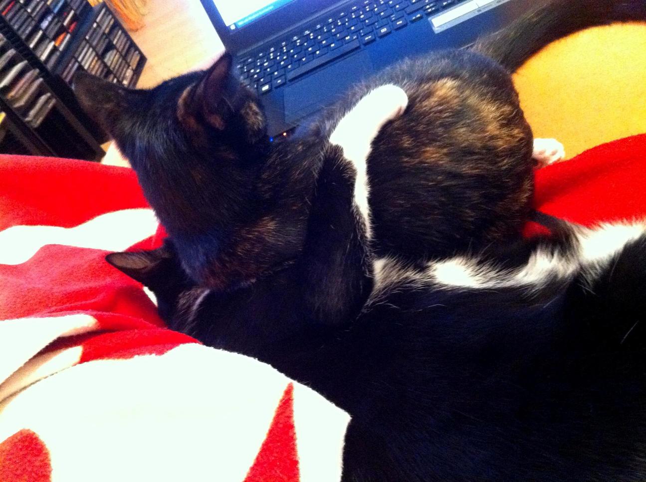 Netflix and Chill