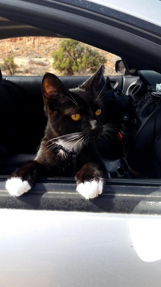 Spatz on His Trip Across America or Are We There Yet