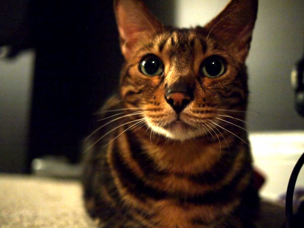 Staring Contest
