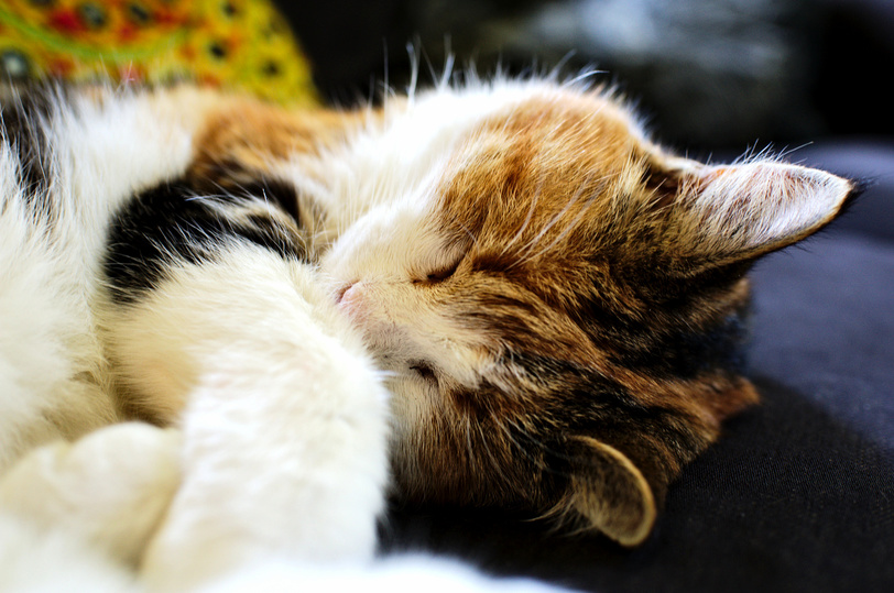 Taking a Nap