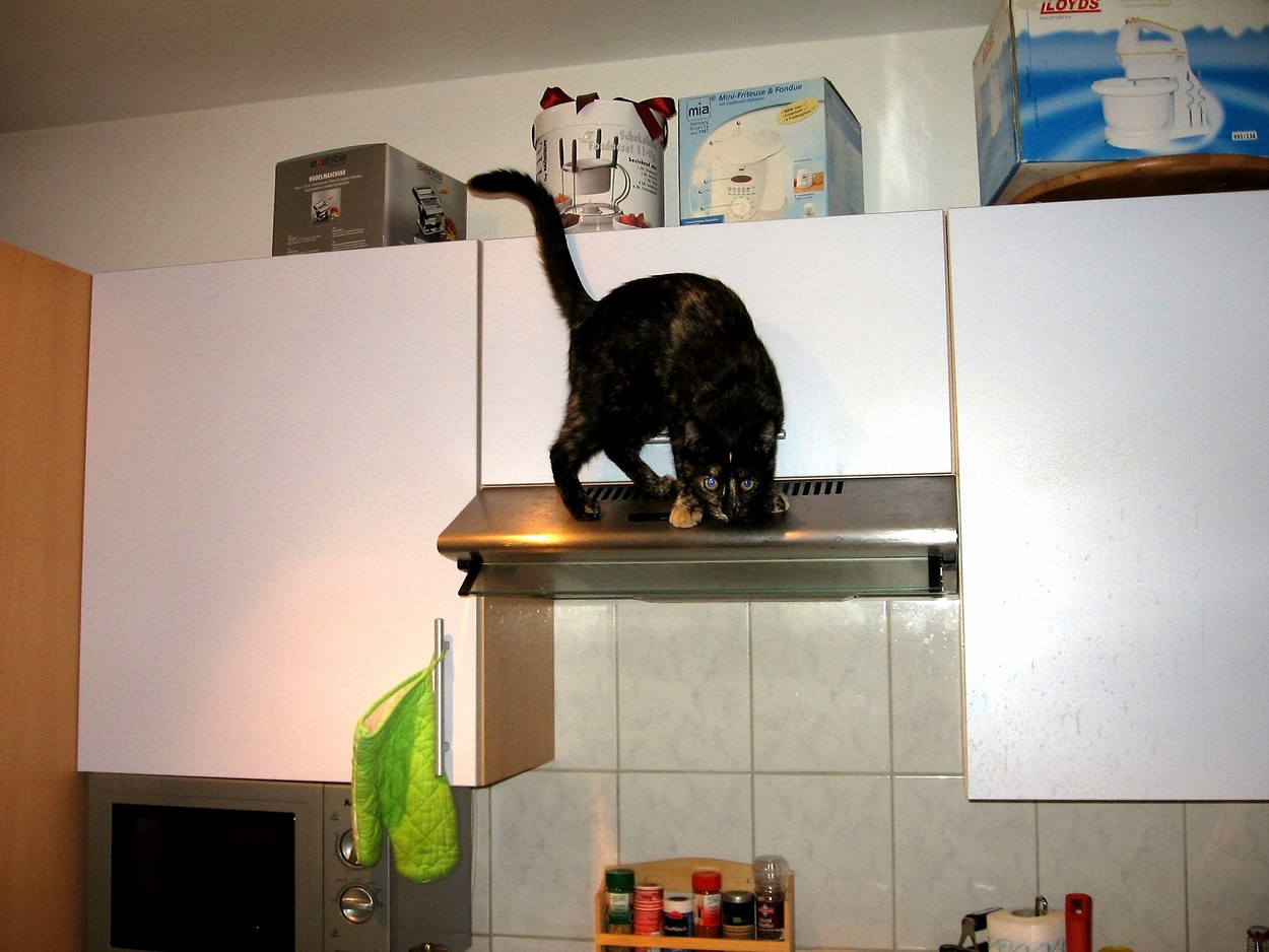 The Cat on the Exhaust Hood