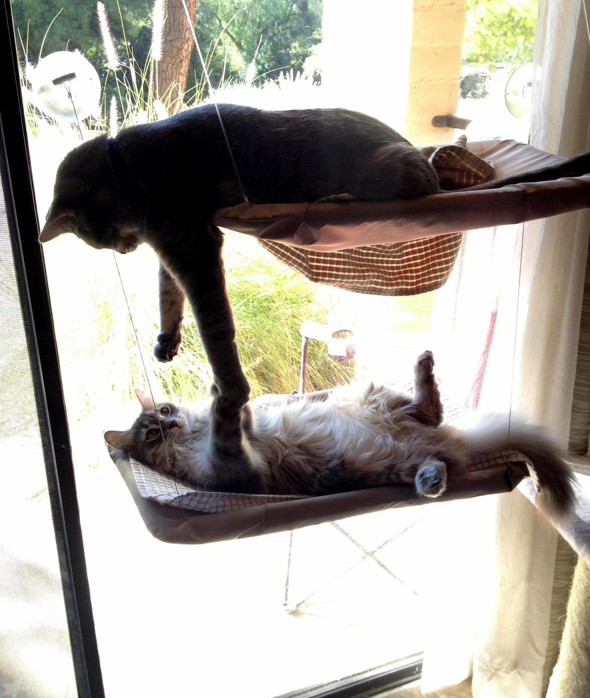 The Creation of Cat