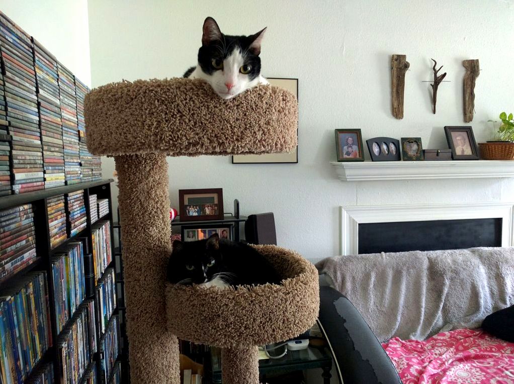The Kitties Await My Return