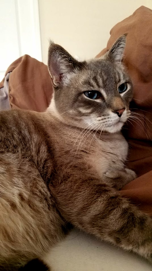 This Is Buster Who Turned Six Last Month