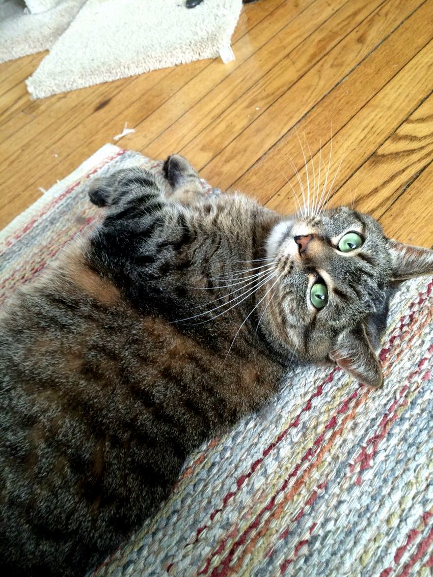 Those Kitty Eyes