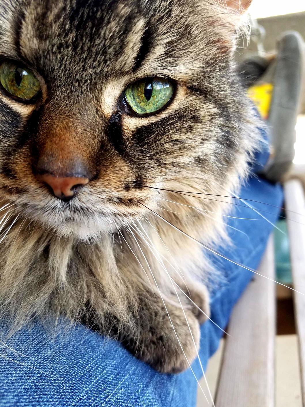Took the Cat Outside for a Bit