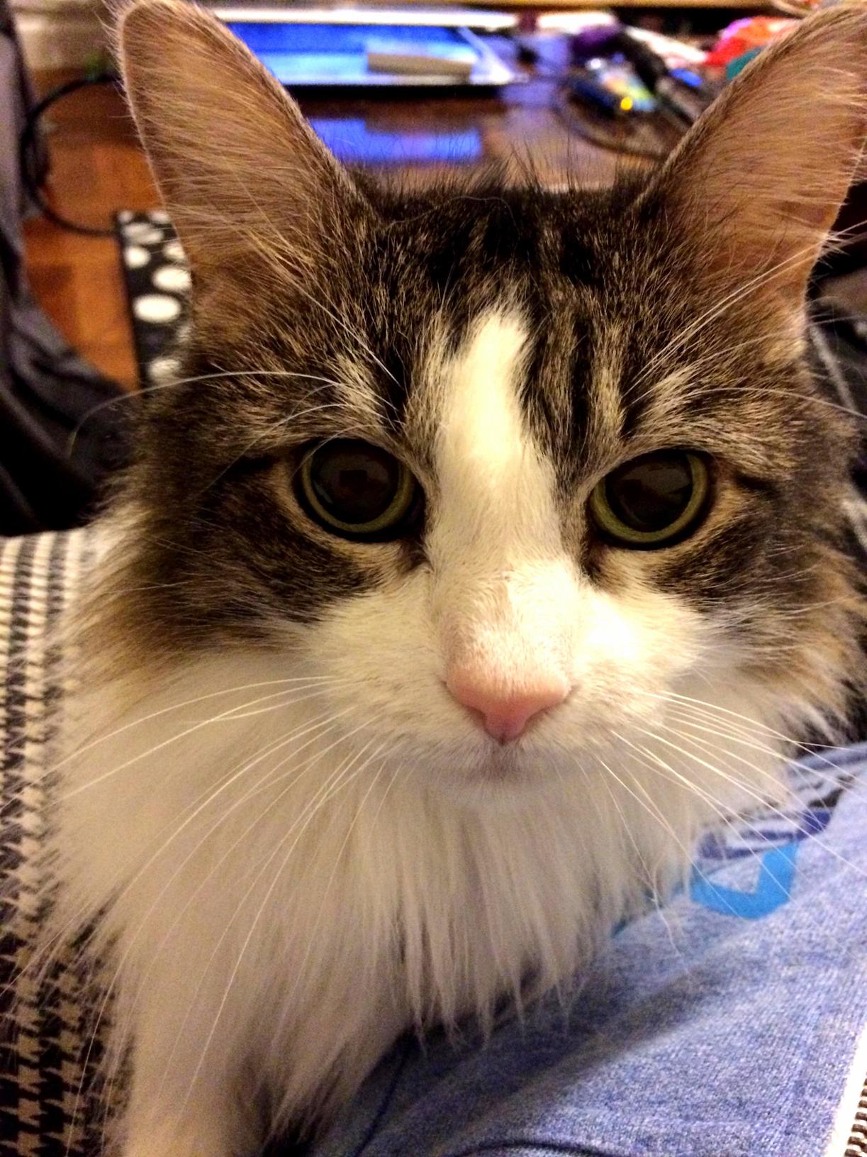 When She Wants Scritches but Im Too Busy Looking at My Phone