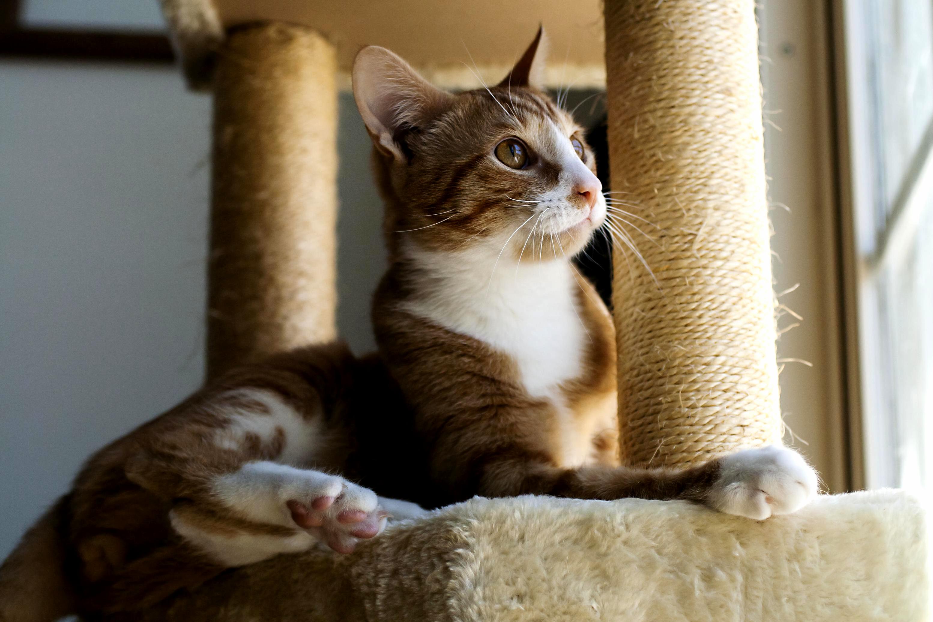 Yup Looks Like Its Another Great Day to Be a Cat