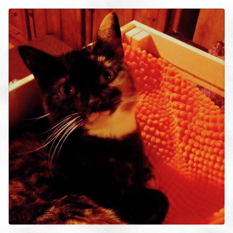 Ikea Wooden Crate Bath Mat Happy Allie Cat