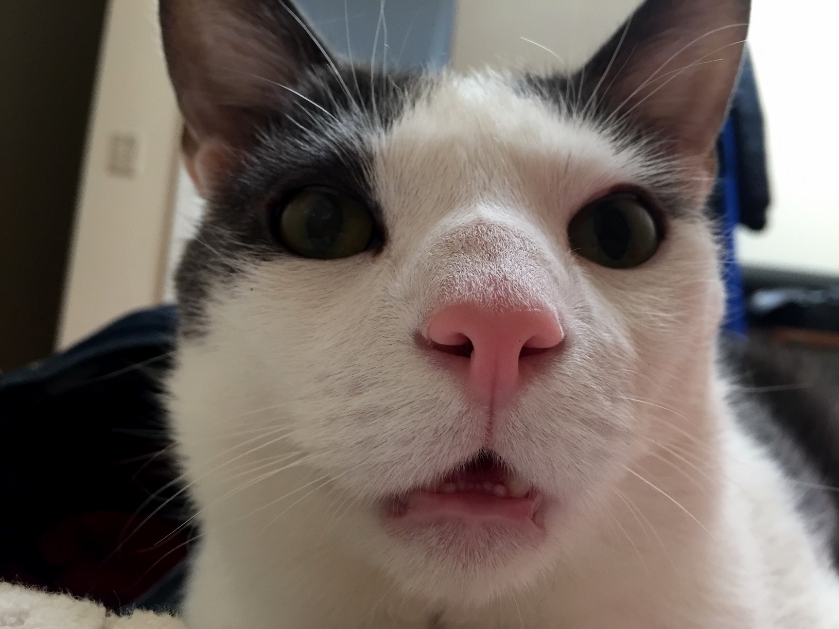 Mouth Breathing Monte Xpost Rteefies
