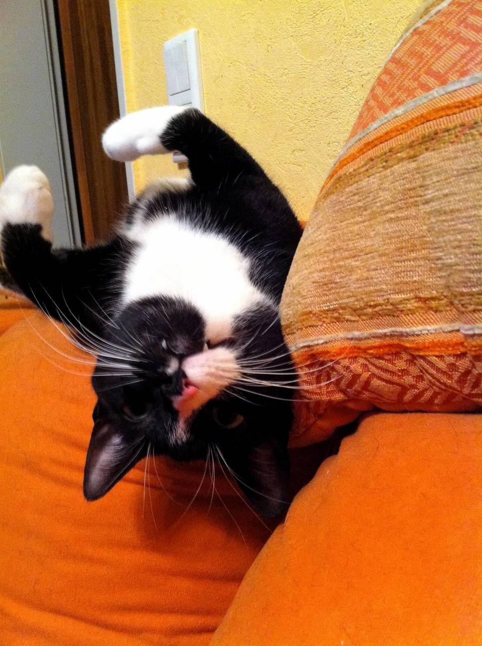 My Little Vampire-cat